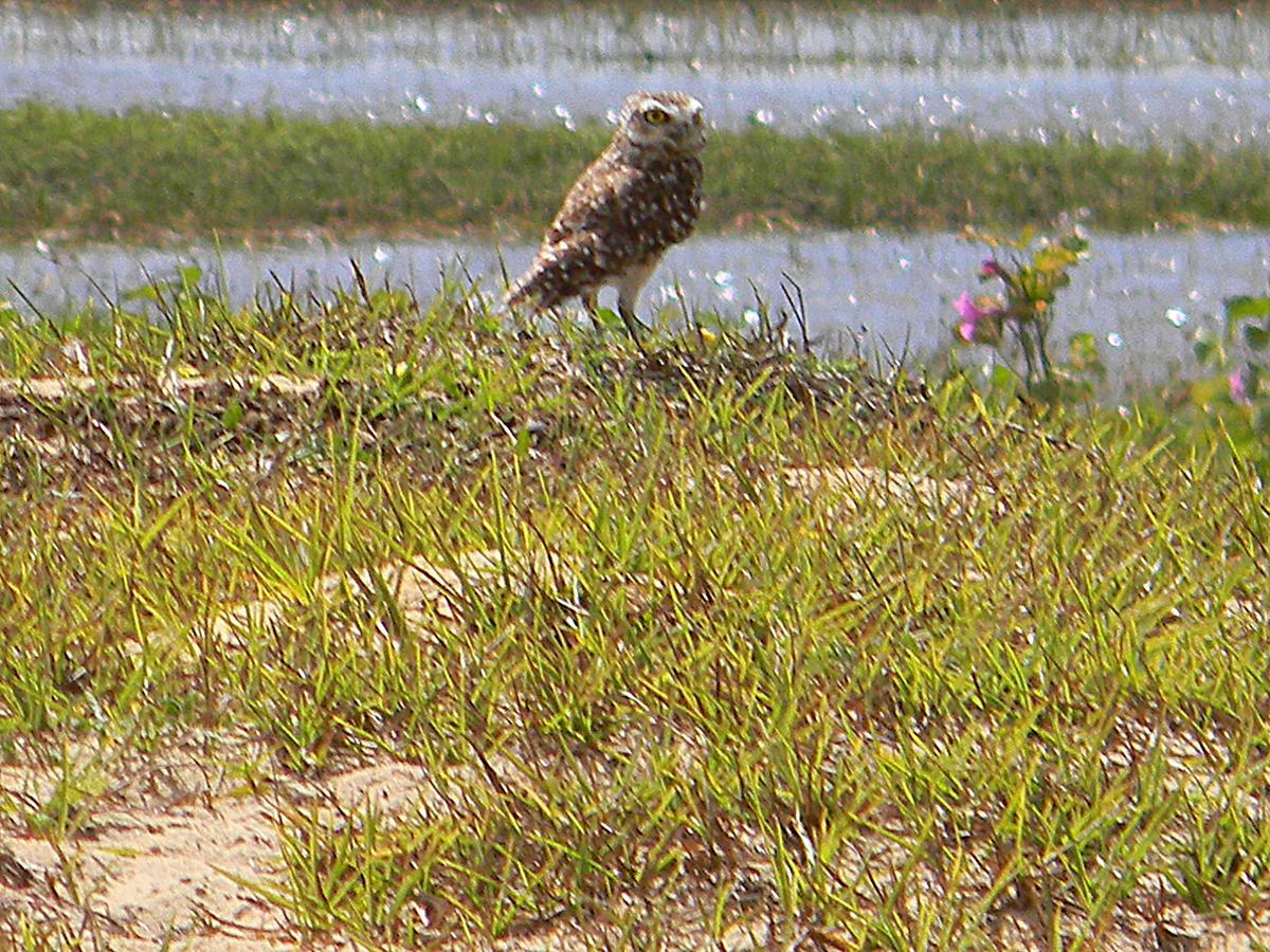 Pousada Tres Lagoas Luis Correia Buitenkant foto